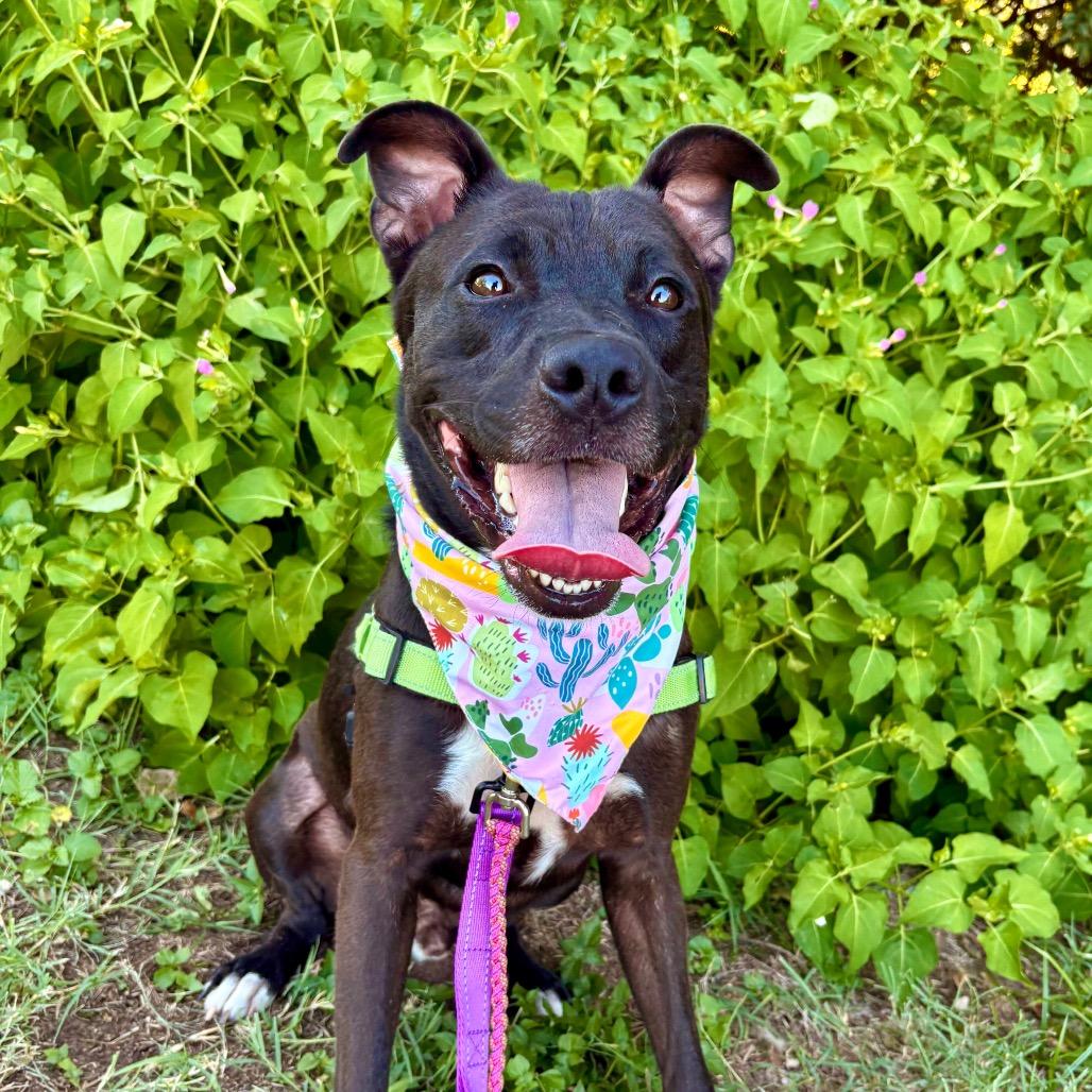 Manila Luzon, a Adoptable mixed breed in Austin, TX image 3/6