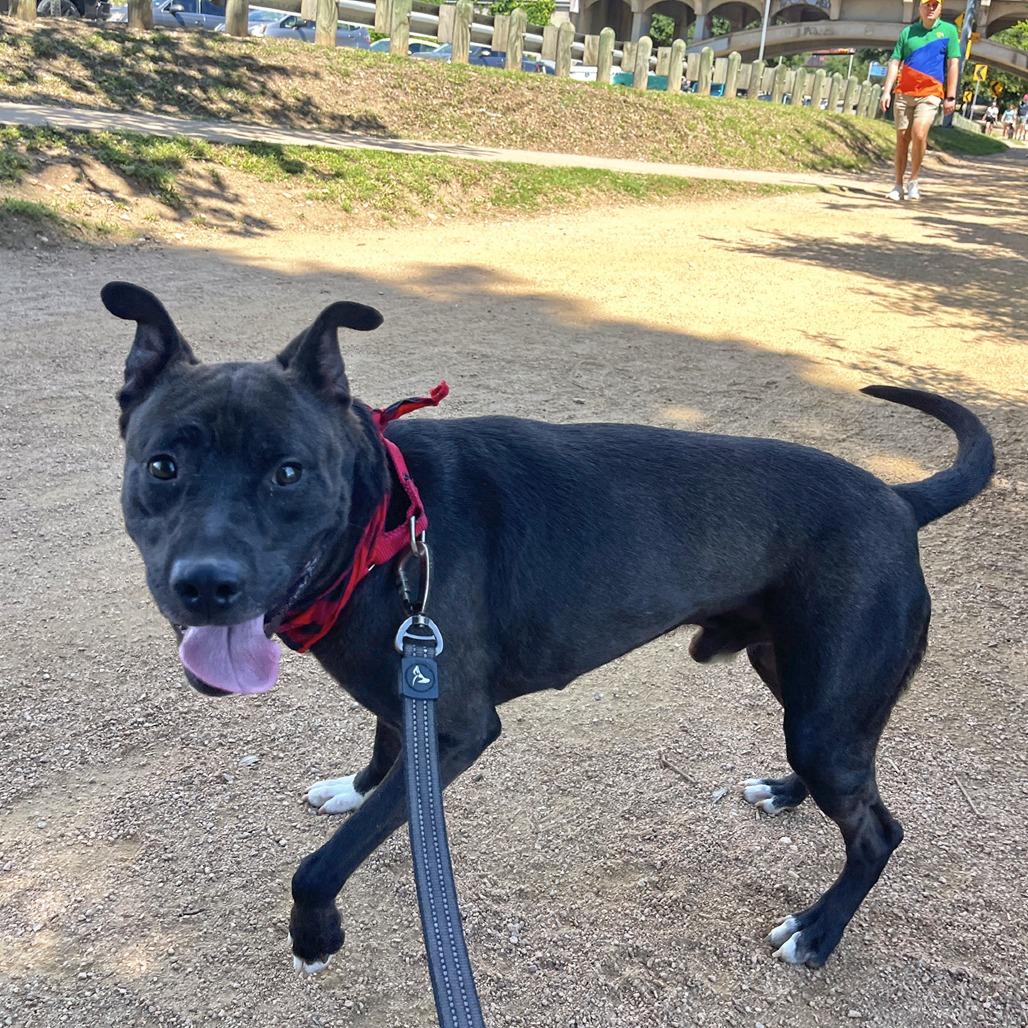 Manila Luzon, a Adoptable mixed breed in Austin, TX image 4/6