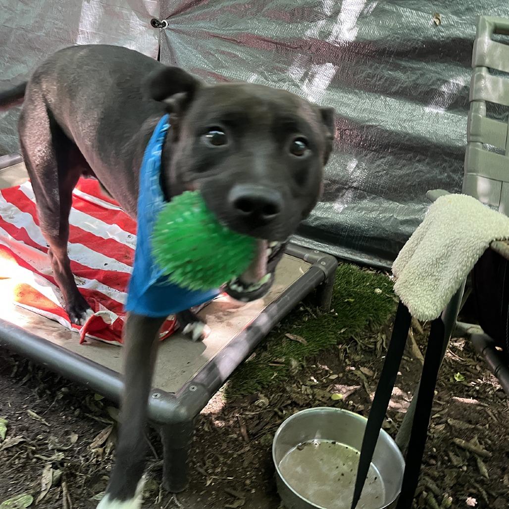 Manila Luzon, a Adoptable mixed breed in Austin, TX image 5/6