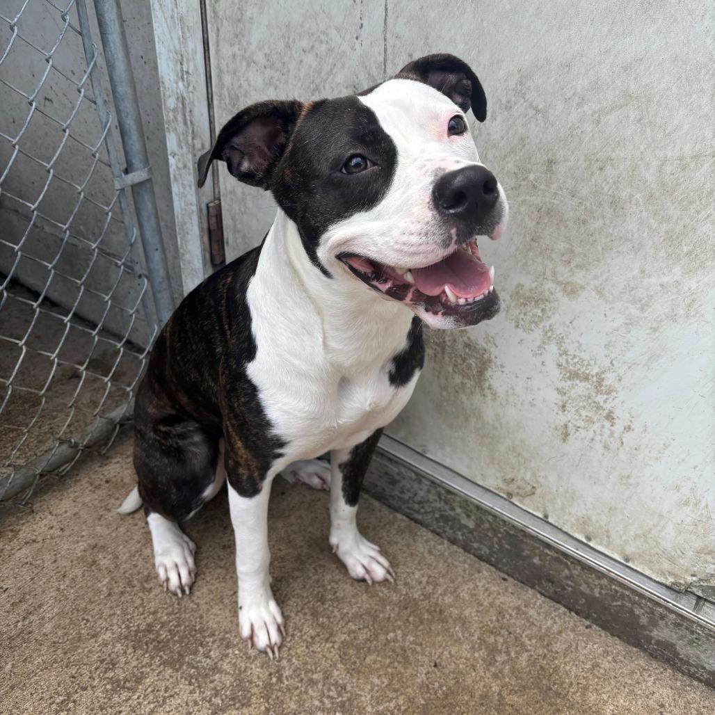 Luna, Adoptable, Adult Female Pit Bull Terrier.