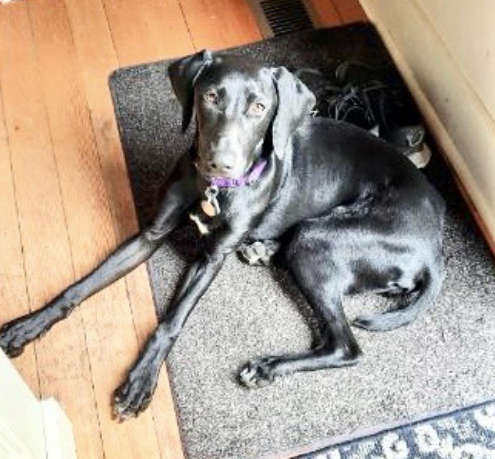 Enlarge Sadie, an adopted Labrador Retriever in Austin, TX image 4/6