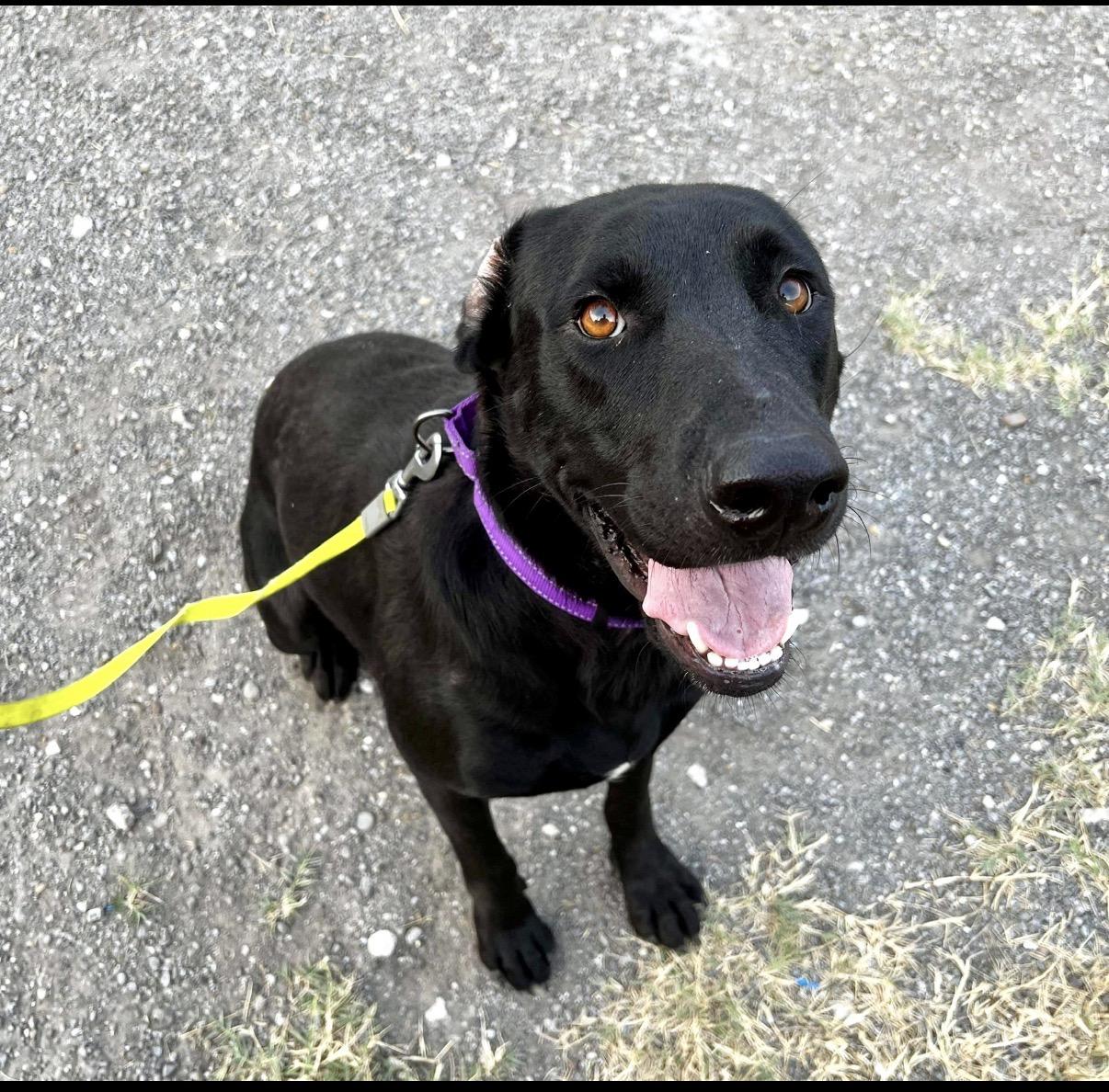 Enlarge Sadie, an adopted Labrador Retriever in Austin, TX image 2/6