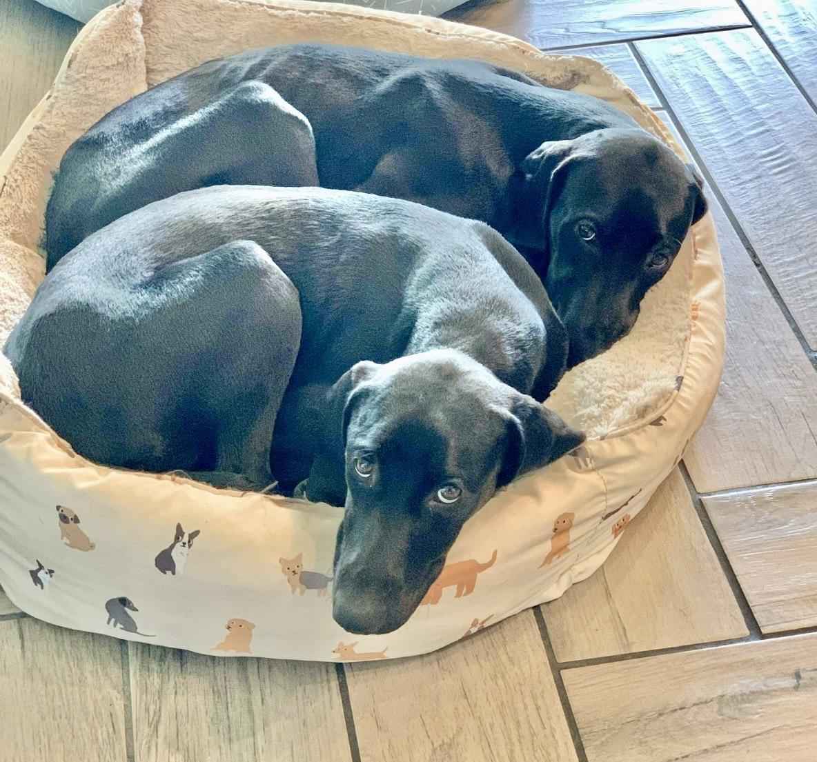 Enlarge Sadie, an adopted Labrador Retriever in Austin, TX image 3/6