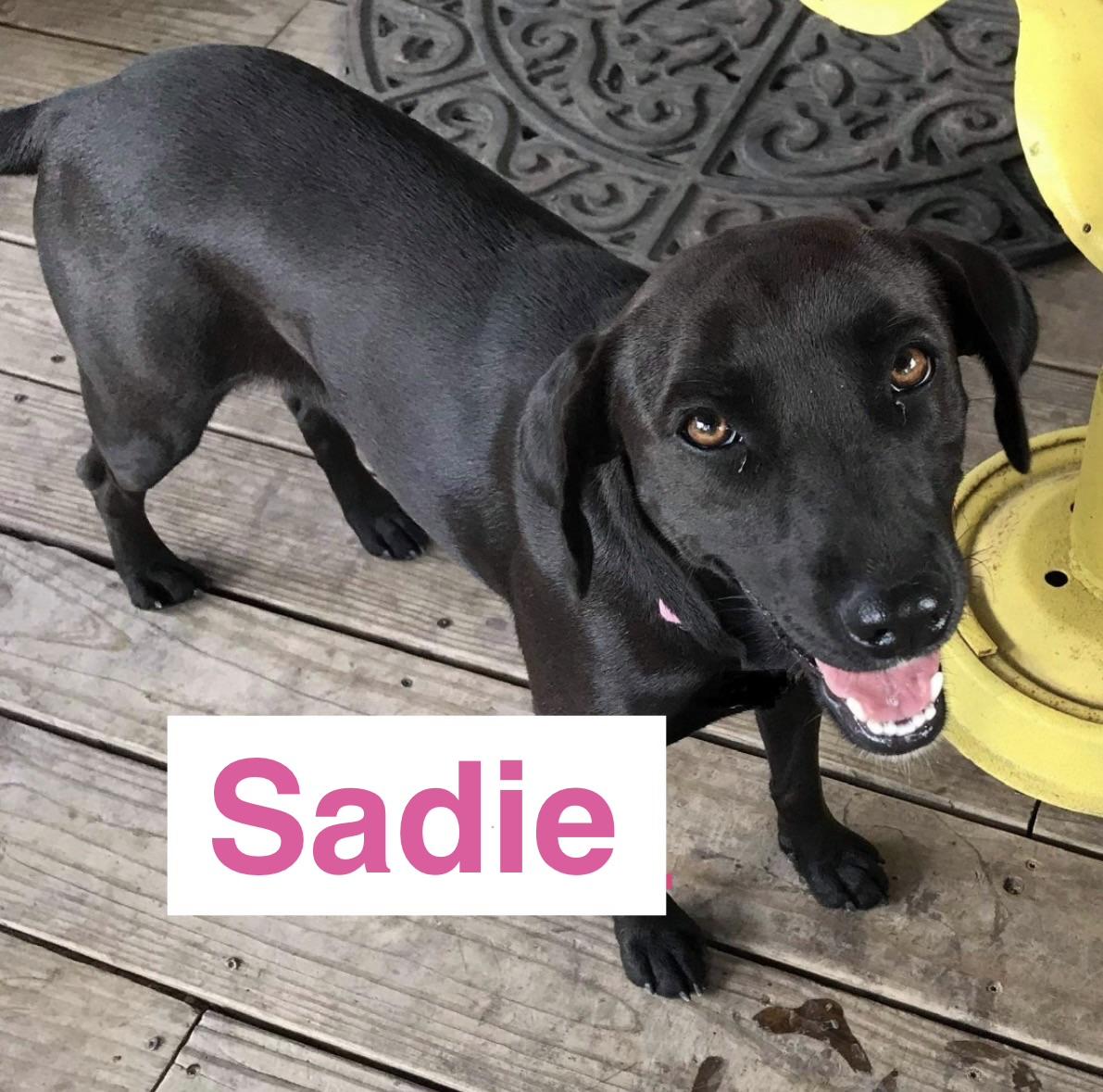 Sadie, Adoptable, Puppy Female Labrador Retriever.