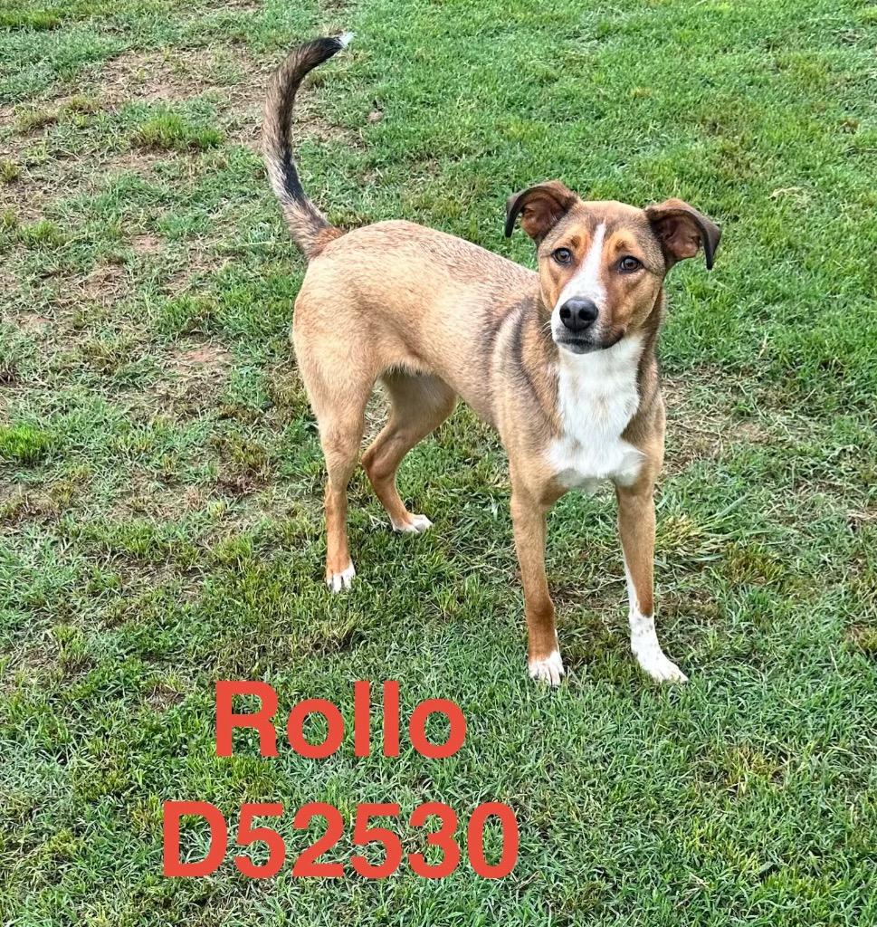 Rollo, Adoptable, Young Male Hound & Mixed Breed.