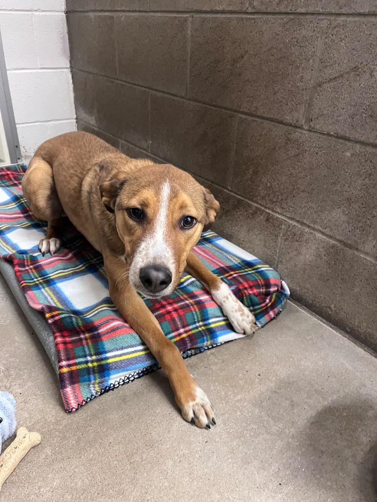 Rollo, a Adoptable mixed breed in Clarksville, TN image 2/2