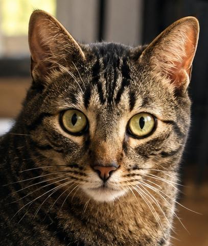 Charm, Adoptable, Adult Male Domestic Short Hair.