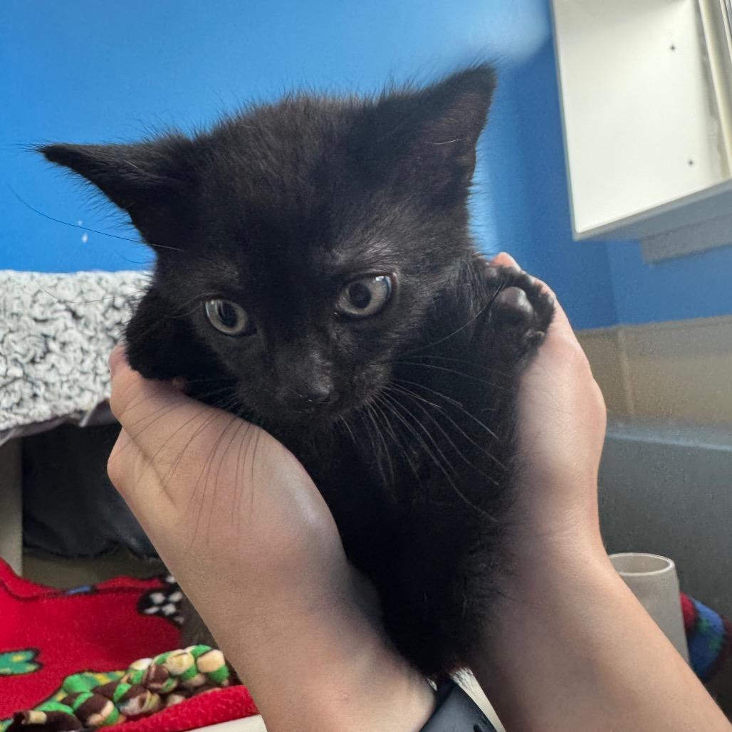 Raisin Oatmeal, a Adoptable Domestic Short Hair in Mankato, MN image 1/2