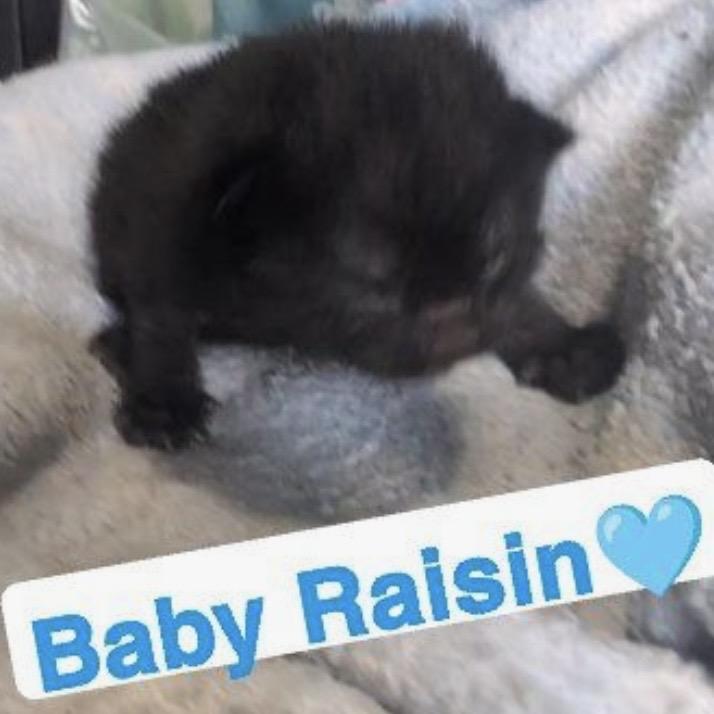 Raisin Oatmeal, a Adoptable Domestic Short Hair in Mankato, MN image 2/2