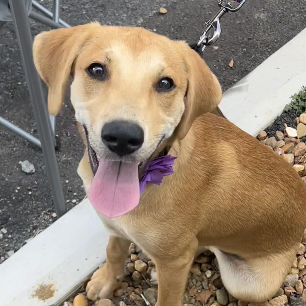 Ella, Adoptable, Adult Female Yellow Labrador Retriever & Hound.
