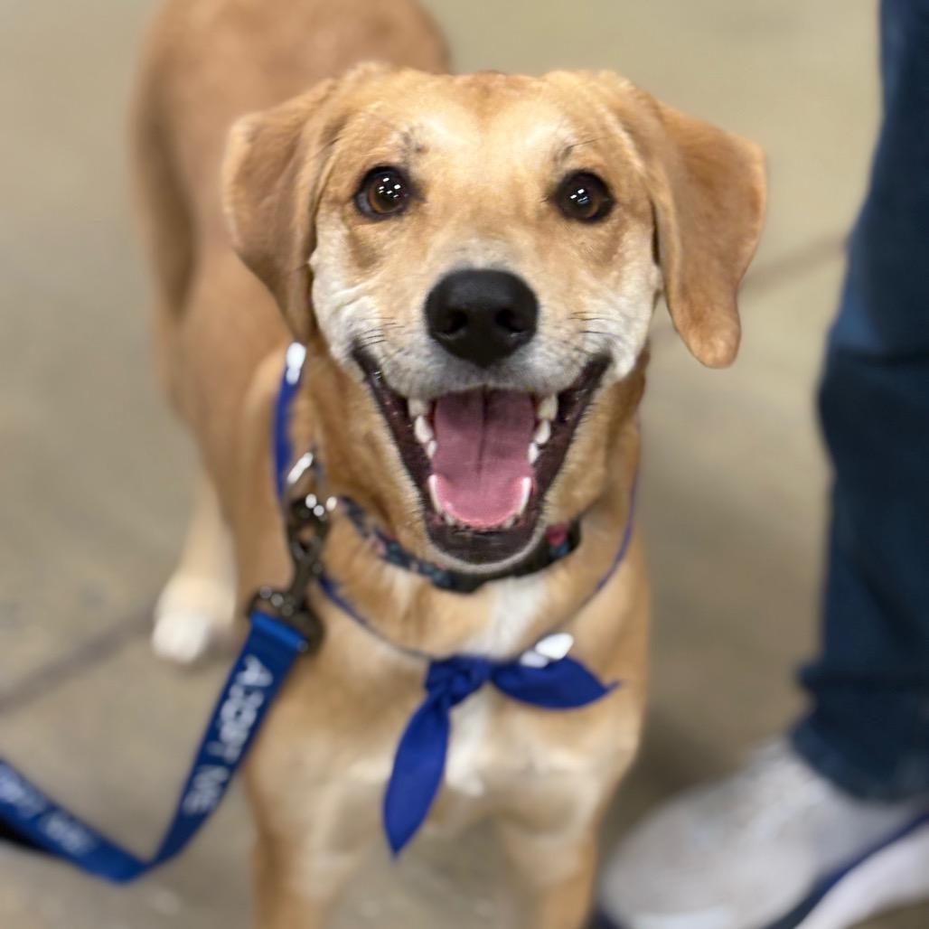 Enlarge Ella, a Adoptable mixed breed in Potomac, MD image 2/6