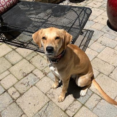 Enlarge Ella, a Adoptable mixed breed in Potomac, MD image 3/6