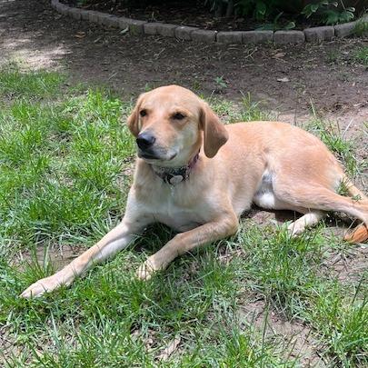 Enlarge Ella, a Adoptable mixed breed in Potomac, MD image 4/6
