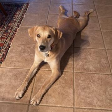 Enlarge Ella, a Adoptable mixed breed in Potomac, MD image 5/6