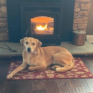 Enlarge Ella, a Adoptable mixed breed in Potomac, MD image 6/6