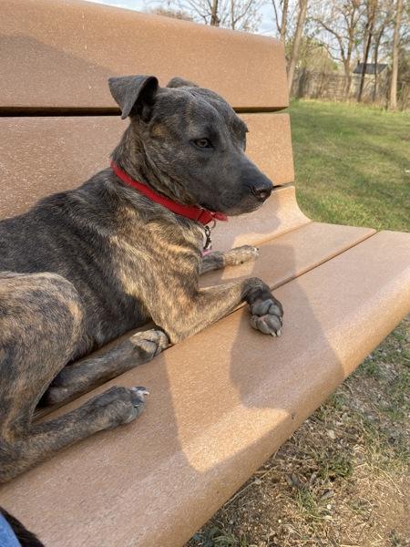 Pixie, Adoptable, Adult Female Blue Lacy & Chihuahua - Smooth.