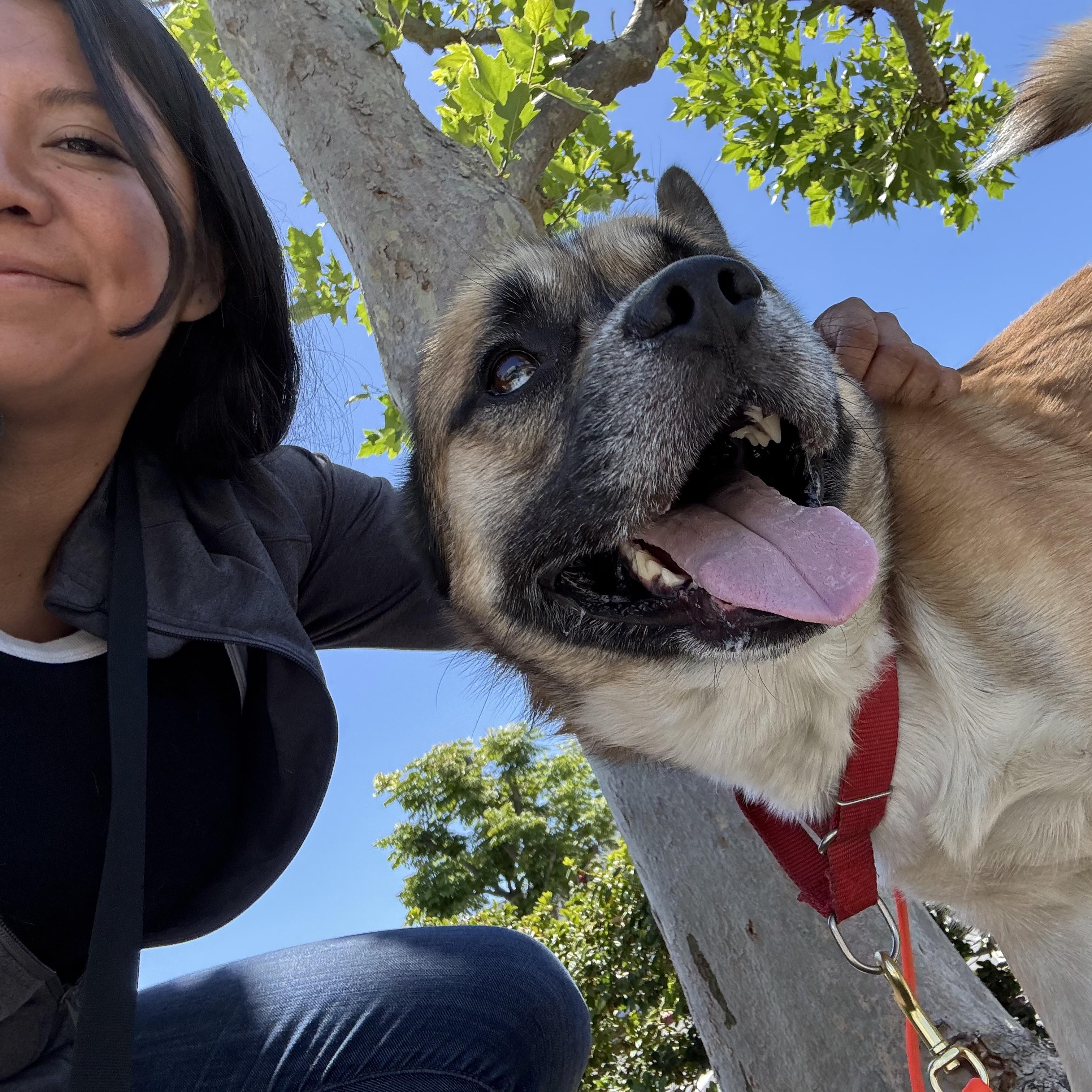 Enlarge Hulk, a ADOPTABLE mixed breed in Rancho Santa Margarita, CA image 6/6