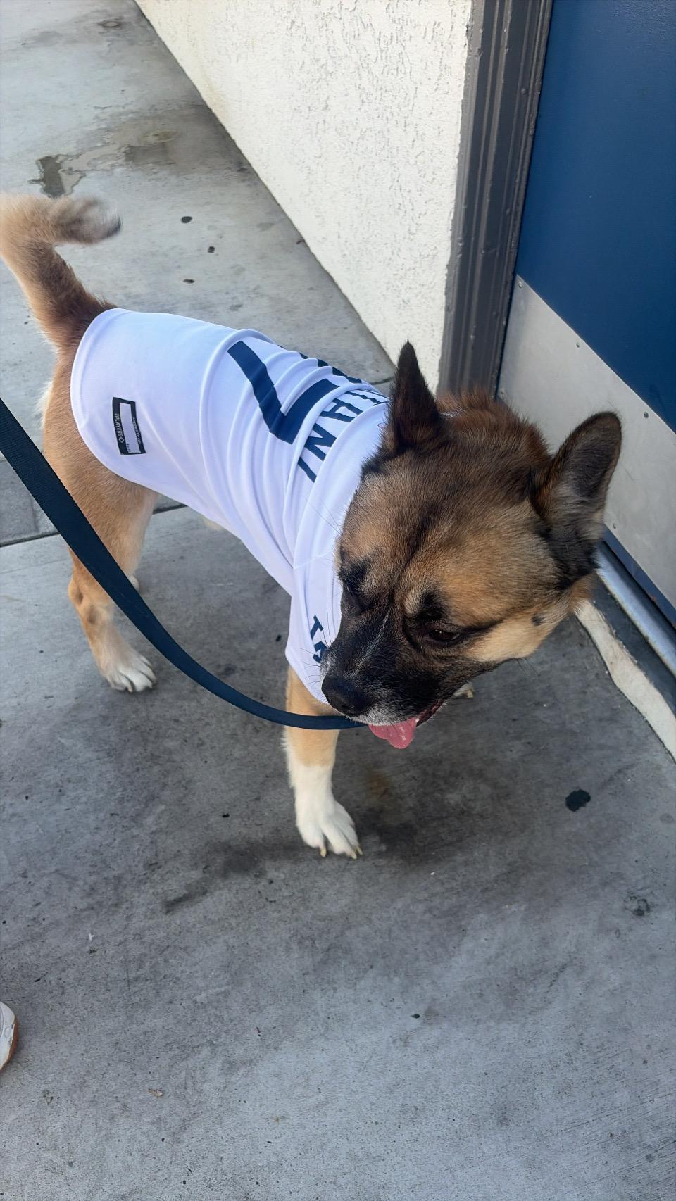 Enlarge Hulk, a ADOPTABLE mixed breed in Rancho Santa Margarita, CA image 5/6