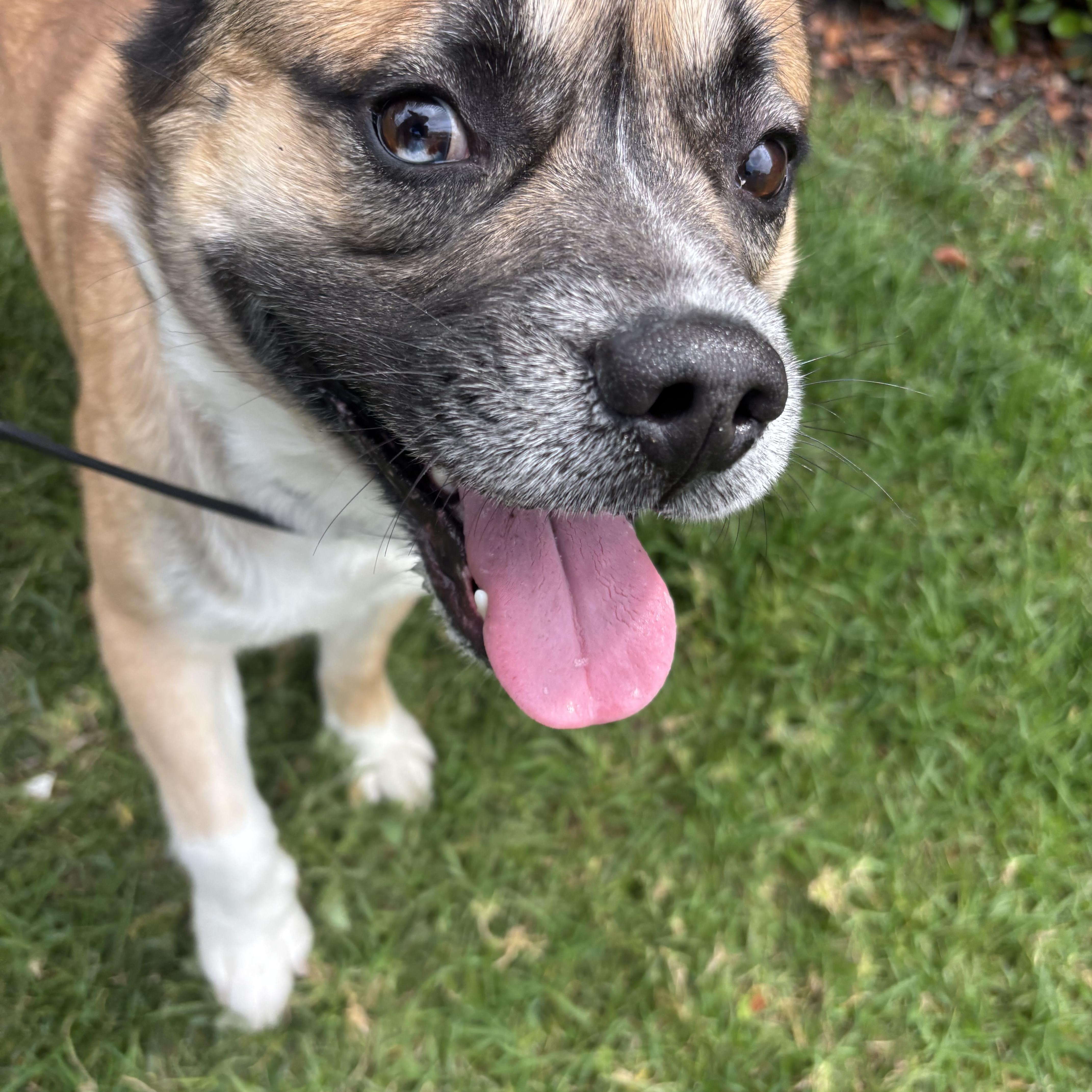 Enlarge Hulk, a ADOPTABLE mixed breed in Rancho Santa Margarita, CA image 2/3