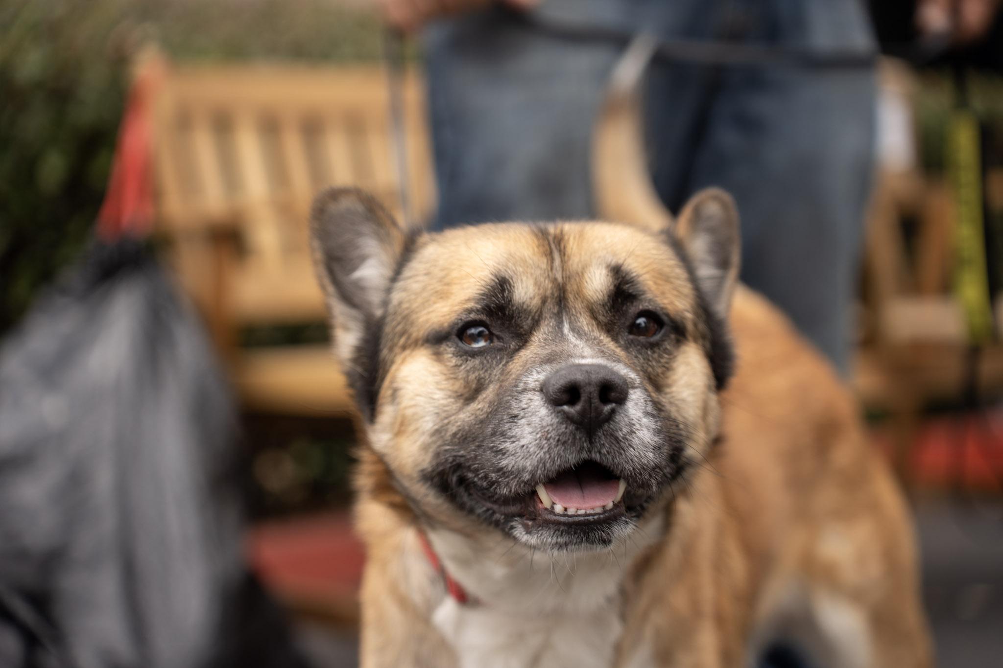 Enlarge Hulk, a ADOPTABLE mixed breed in Rancho Santa Margarita, CA image 2/6