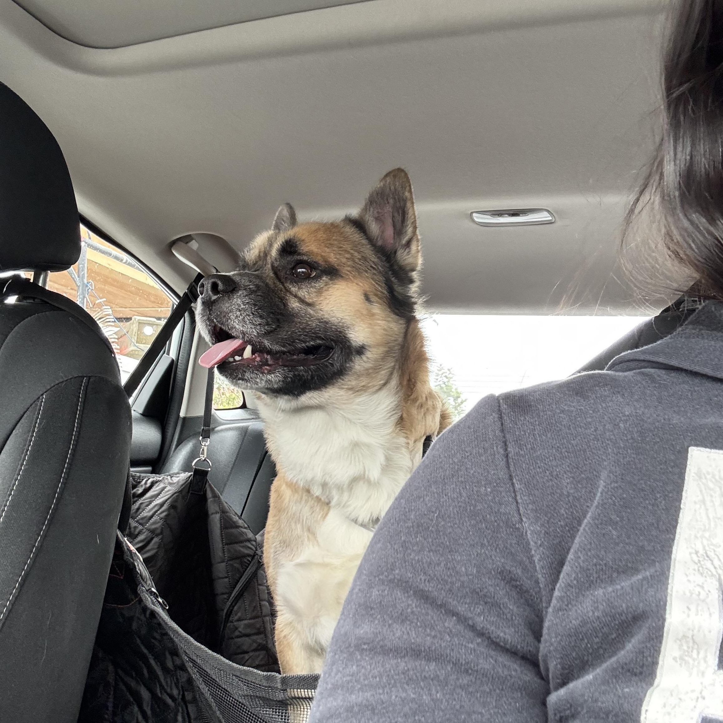 Enlarge Hulk, a ADOPTABLE mixed breed in Rancho Santa Margarita, CA image 3/3