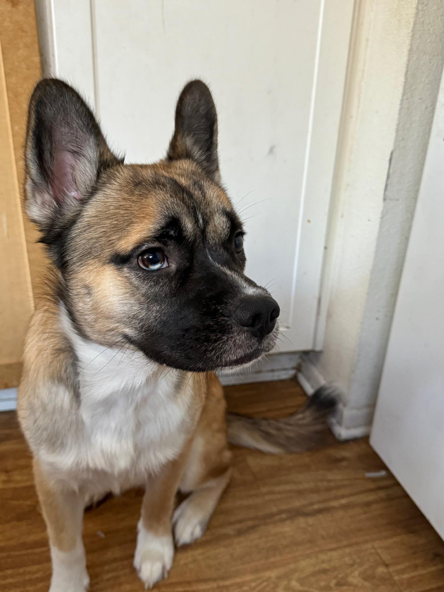 Enlarge Hulk, a ADOPTABLE mixed breed in Rancho Santa Margarita, CA image 6/6