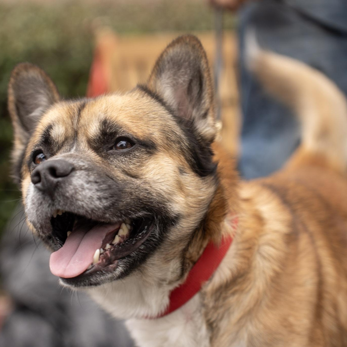 Hulk, ADOPTABLE, Young Male Akita.