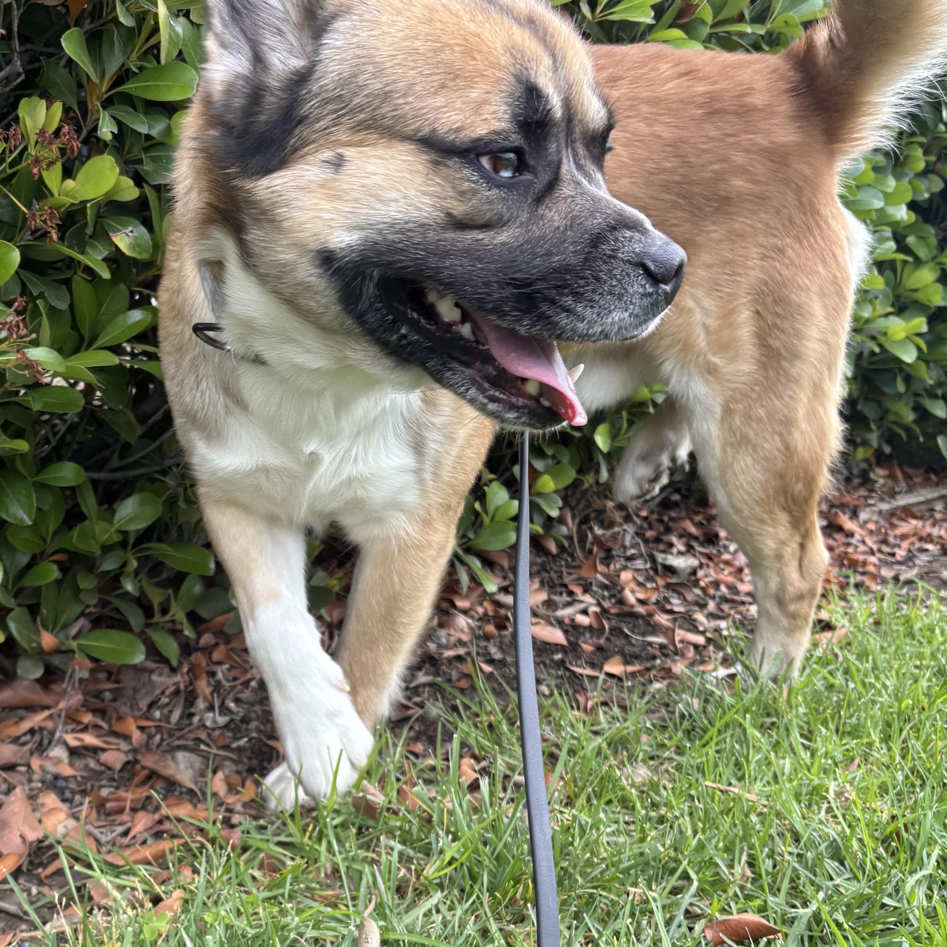 Enlarge Hulk, a ADOPTABLE mixed breed in Rancho Santa Margarita, CA image 1/3