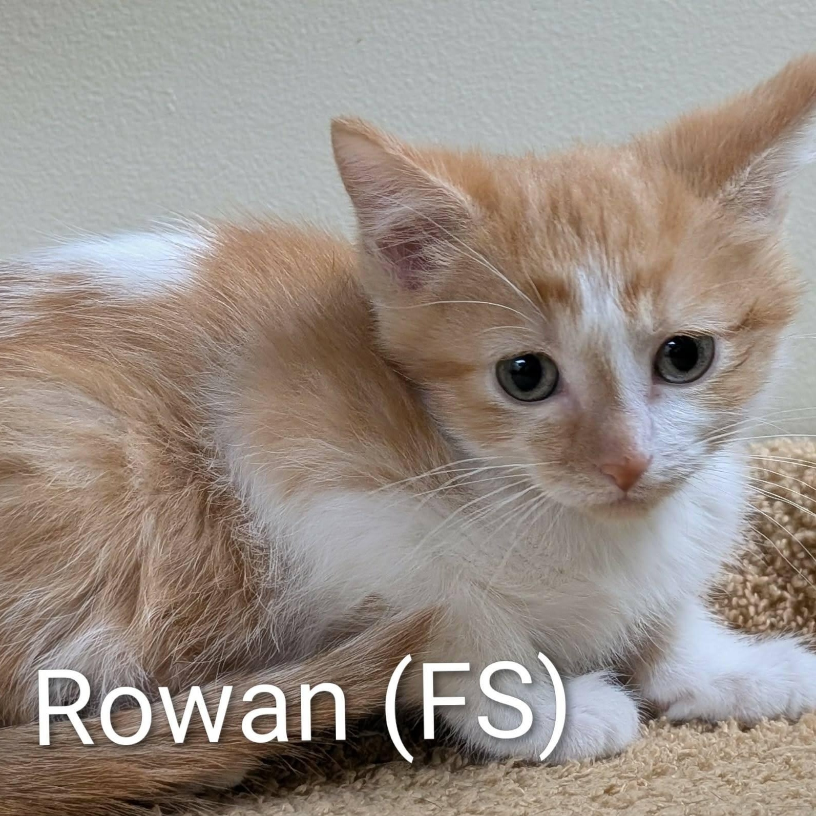 Enlarge Rowan, an adopted Domestic Short Hair in Mazon, IL image 1/1