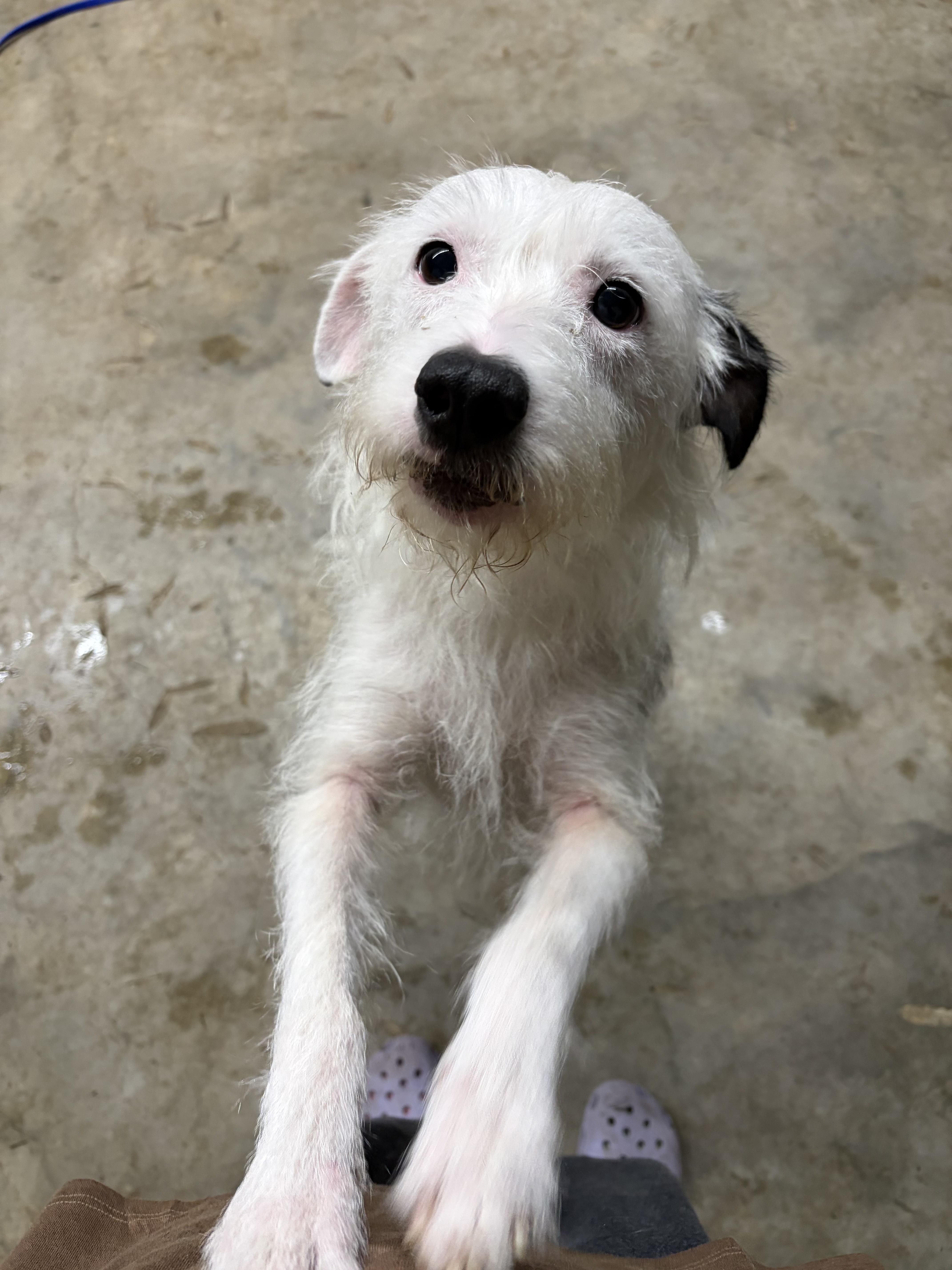 Prue, a Adoptable mixed breed in Covington, LA image 2/3