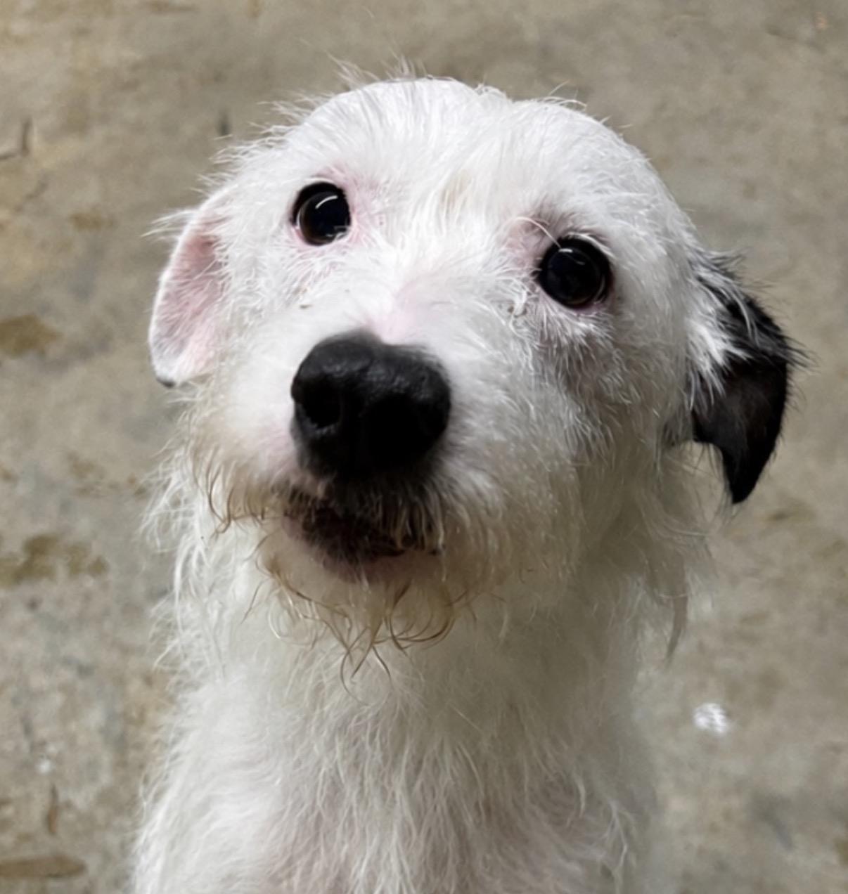 Prue, Adoptable, Young Female Terrier & Border Collie.