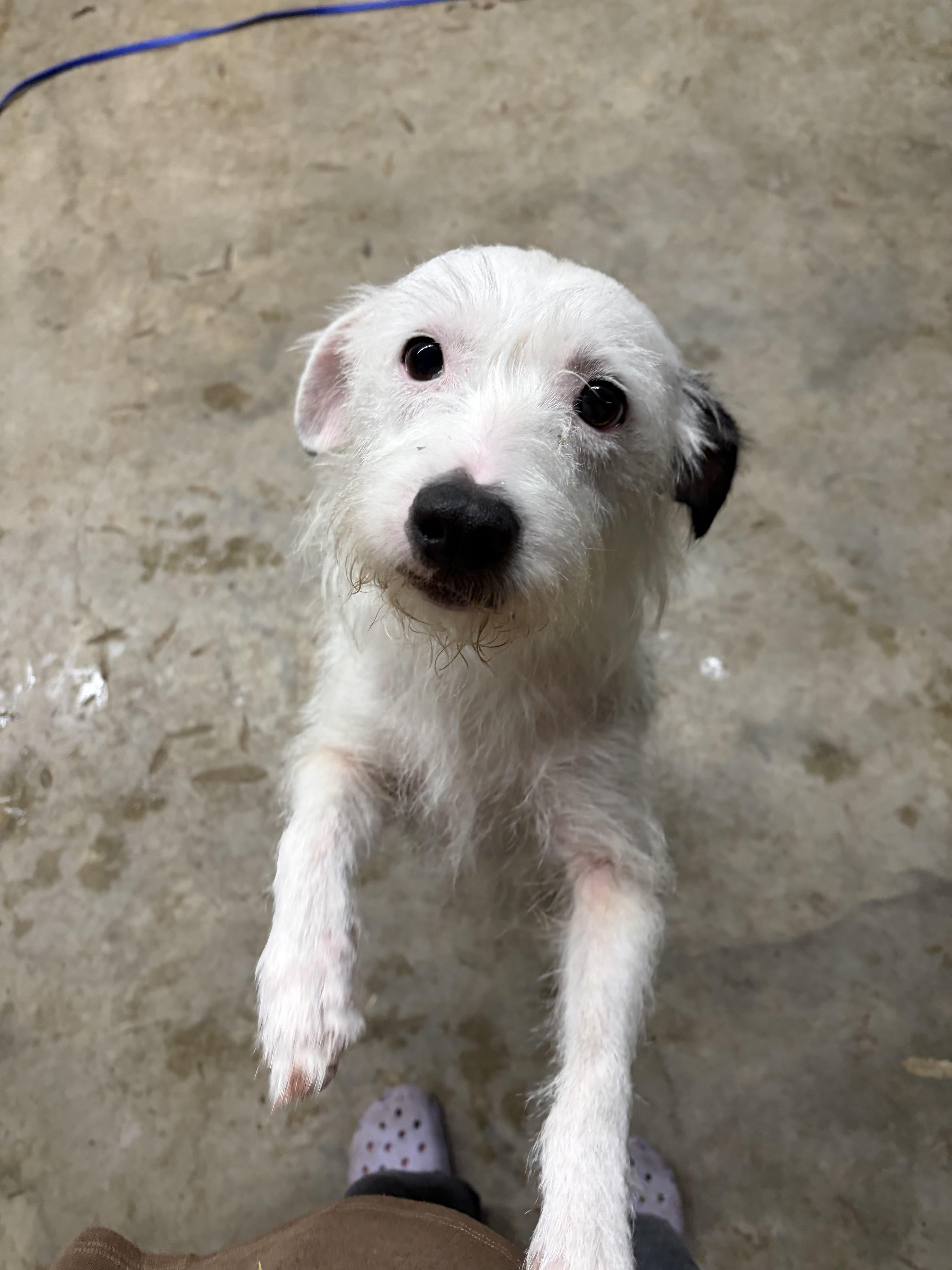 Prue, a Adoptable mixed breed in Covington, LA image 3/3