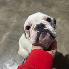 Enlarge Jojo, an adopted French Bulldog in Tulsa, OK image 1/2