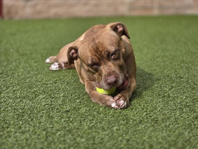 Enlarge STARR, a Adoptable Pit Bull Terrier in Derwood, MD image 1/1