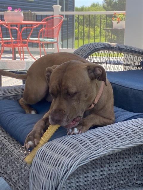 Enlarge STARR, a Adoptable Pit Bull Terrier in Derwood, MD image 1/1