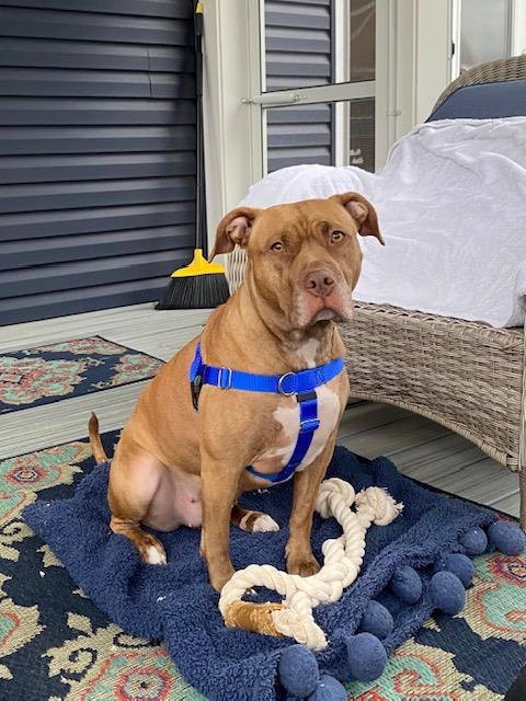 STARR, Adoptable, Adult Female Pit Bull Terrier.