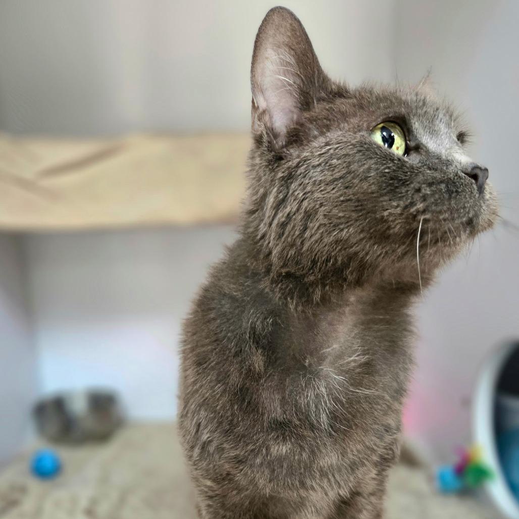 Aura, Adoptable, Kitten Female Domestic Short Hair.