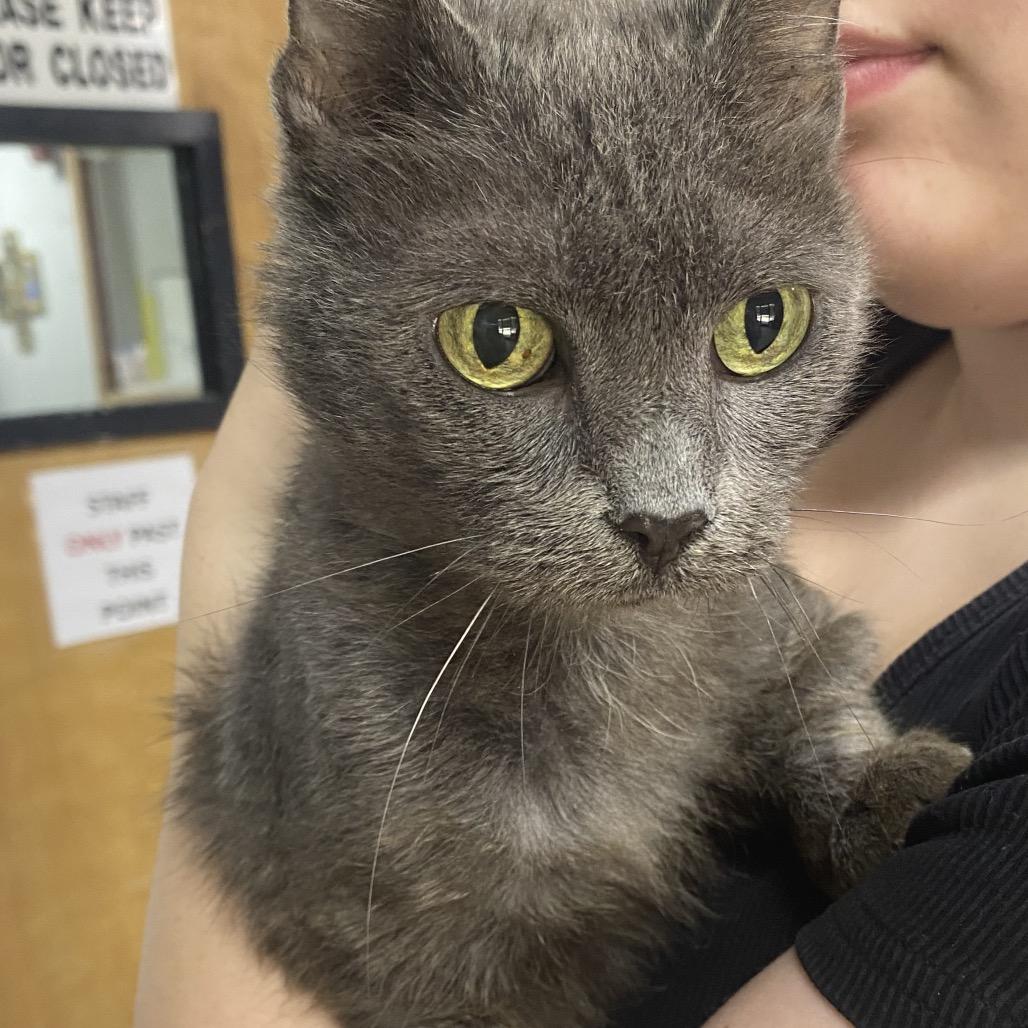 Enlarge Aura, a Adoptable Domestic Short Hair in Franklin, NC image 2/5