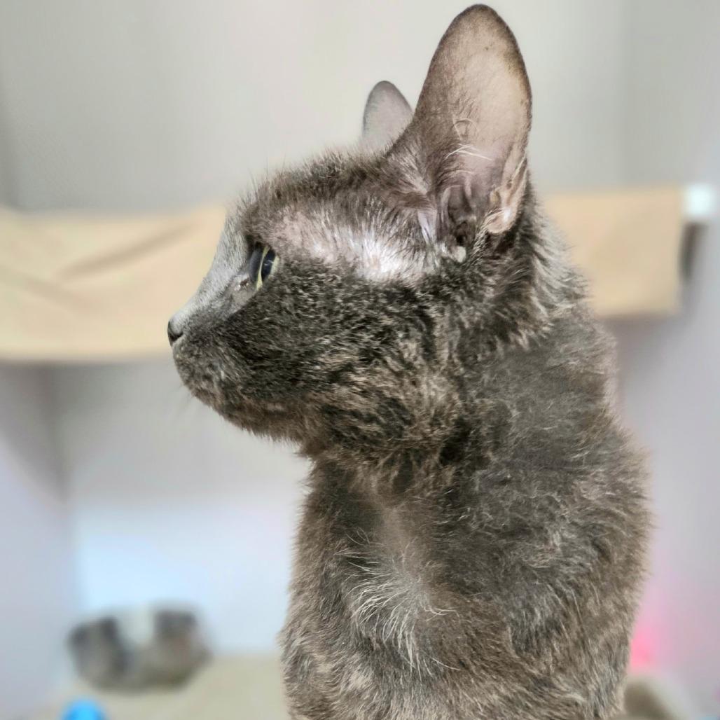 Enlarge Aura, a Adoptable Domestic Short Hair in Franklin, NC image 3/5