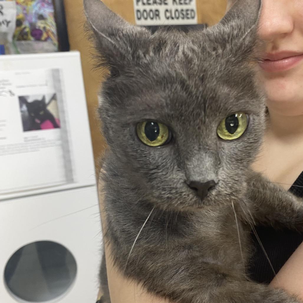 Enlarge Aura, a Adoptable Domestic Short Hair in Franklin, NC image 4/5
