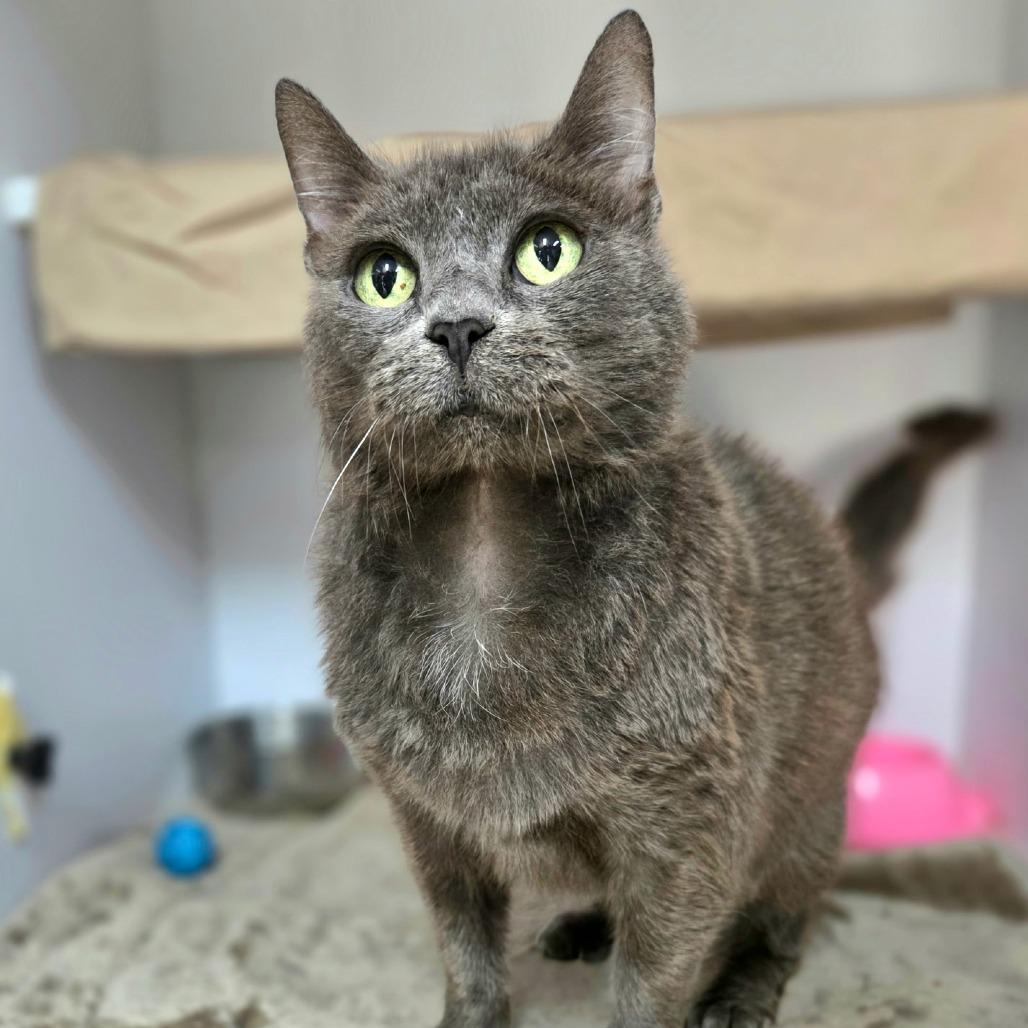 Enlarge Aura, a Adoptable Domestic Short Hair in Franklin, NC image 5/5