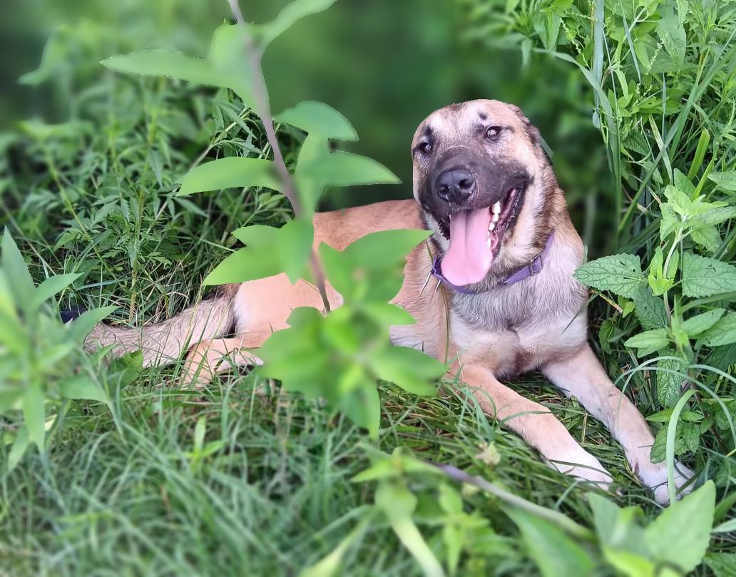 Enlarge Desi, a ADOPTABLE mixed breed in Lebanon, TN image 1/4