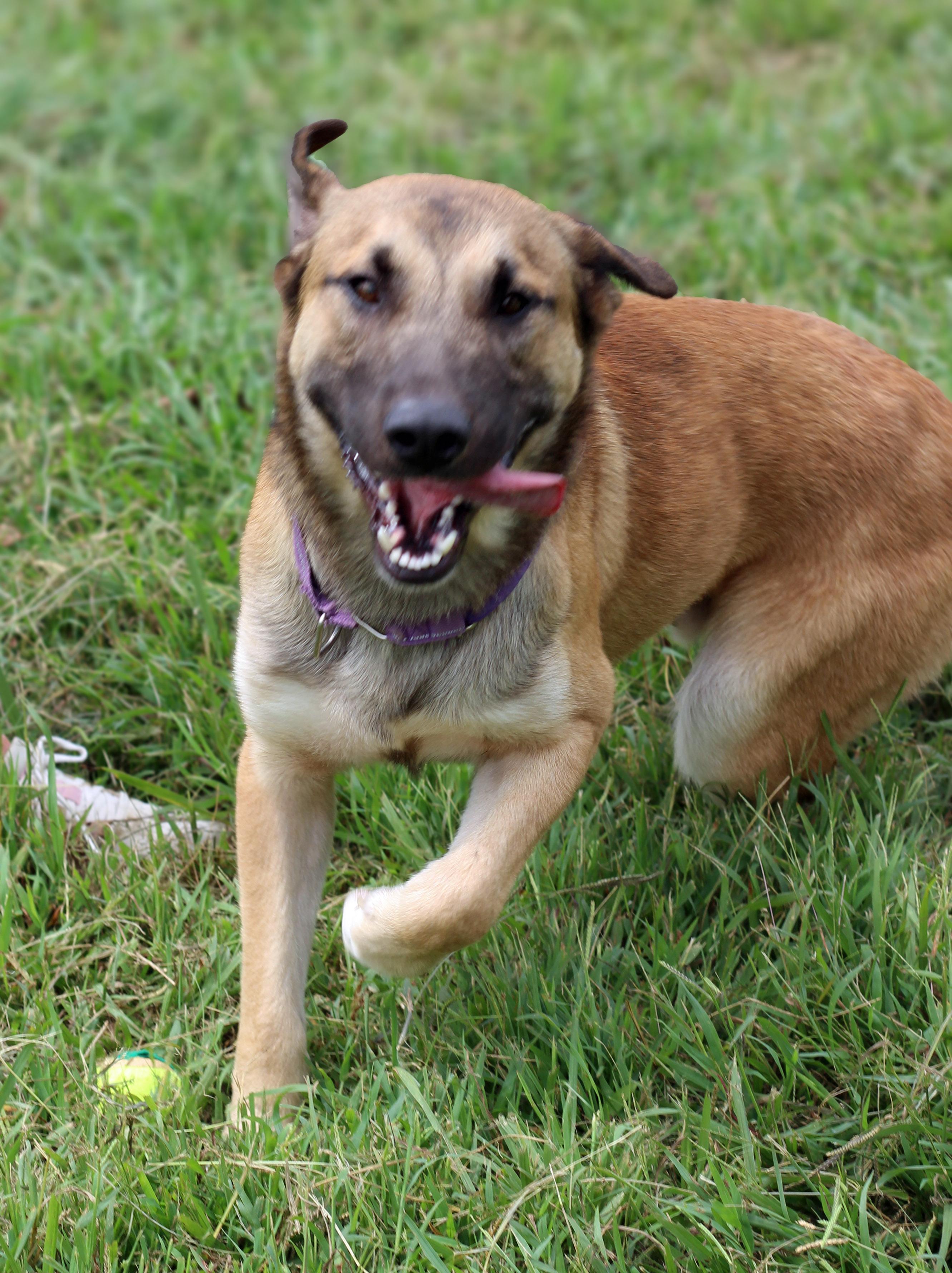 Enlarge Desi, a Adoptable mixed breed in Lebanon, TN image 4/6