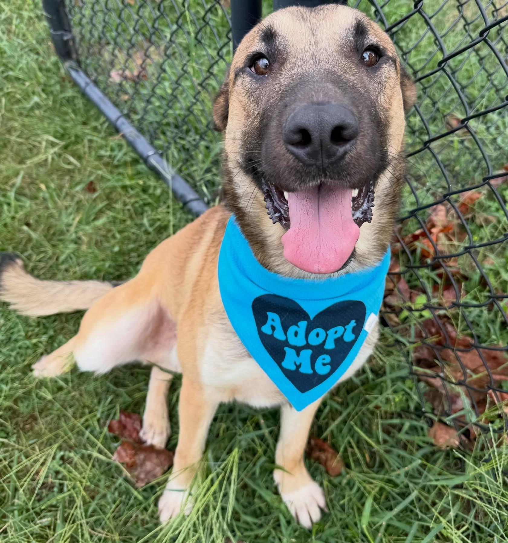 Desi, ADOPTABLE, Young Male Shepherd.