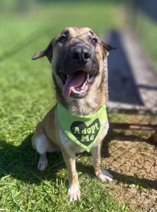 Enlarge Desi, a ADOPTABLE mixed breed in Lebanon, TN image 4/4