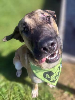 Enlarge Desi, a ADOPTABLE mixed breed in Lebanon, TN image 2/4