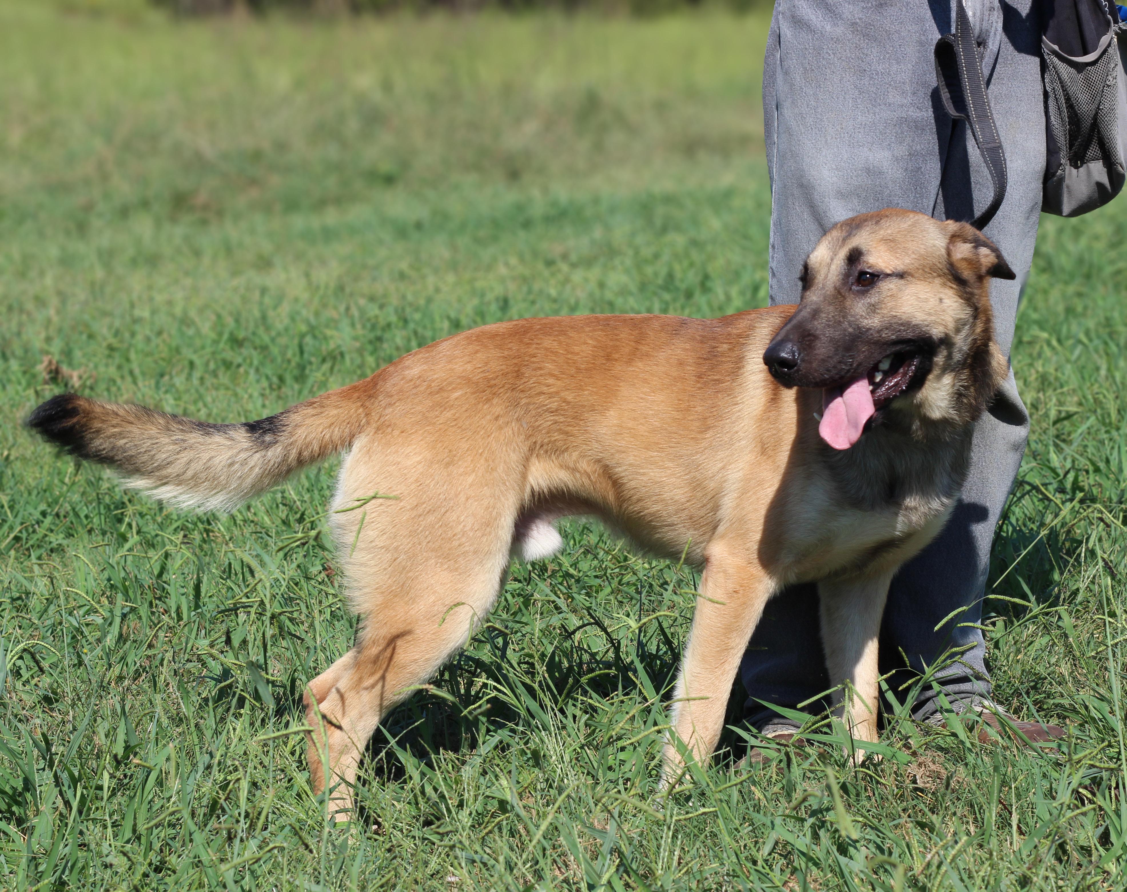 Enlarge Desi, a Adoptable mixed breed in Lebanon, TN image 3/6