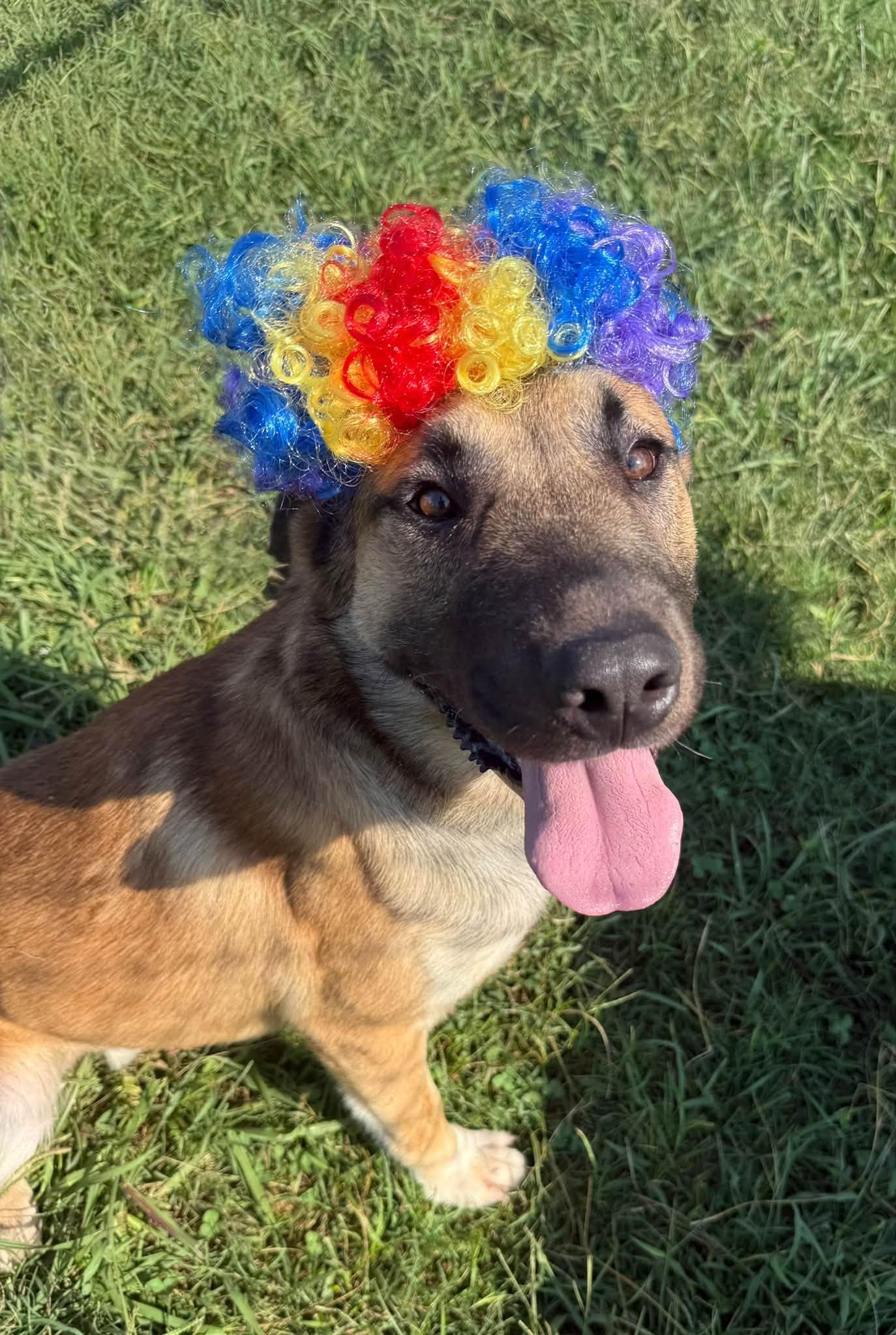 Enlarge Desi, a Adoptable mixed breed in Lebanon, TN image 2/6