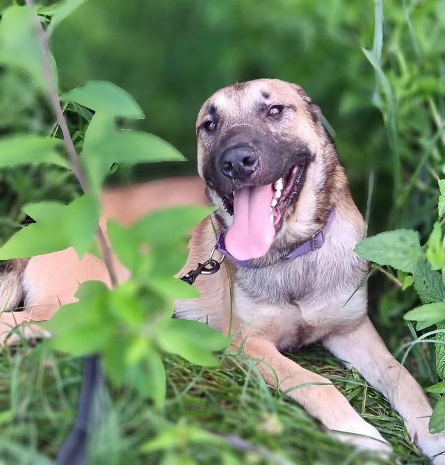 Enlarge Desi, a Adoptable mixed breed in Lebanon, TN image 1/6
