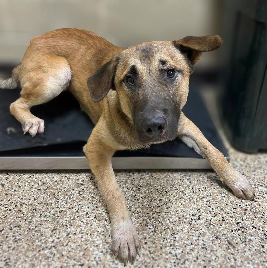 Enlarge Desi, a ADOPTABLE mixed breed in Lebanon, TN image 3/4
